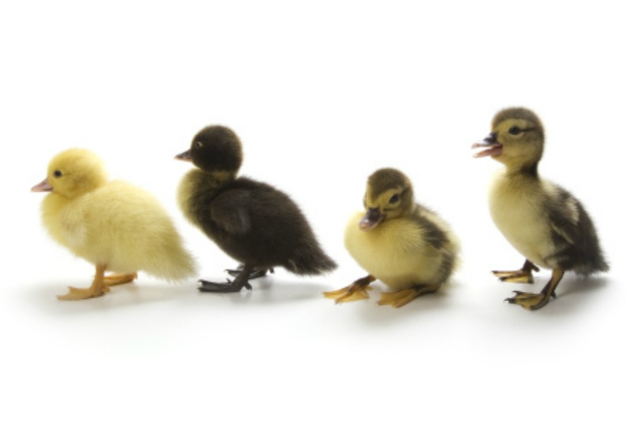 purelypoultry's tweet photo. Are you  or have you been wanting to raise geese or ducks? Here's a page where you can learn a little bit about geese and ducks and their care. 
https://t.co/ceSMhFKJHZ
#flockmyworld #purelypoultry https://t.co/fDJZoAiyNG