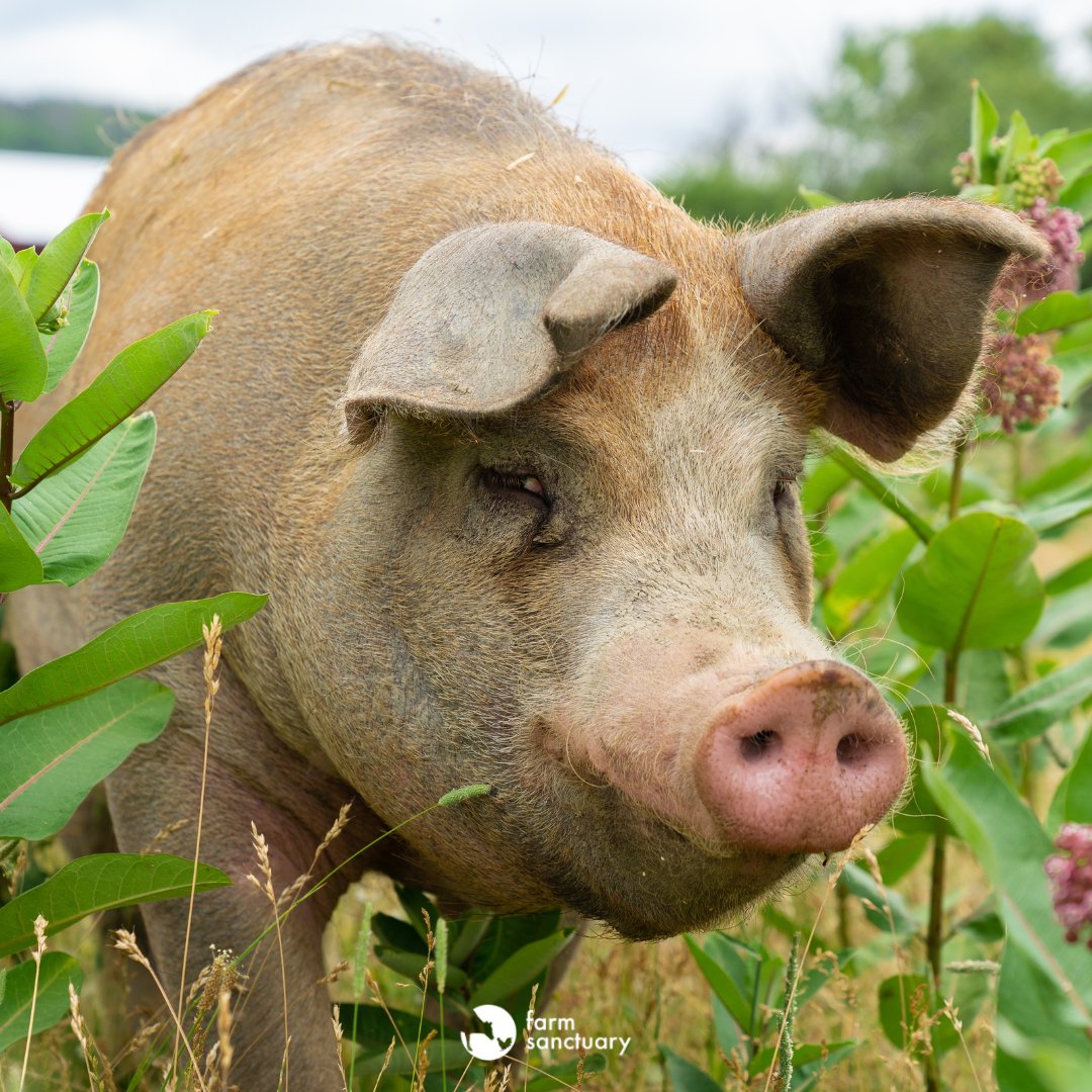 Farm Sanctuary tweet media