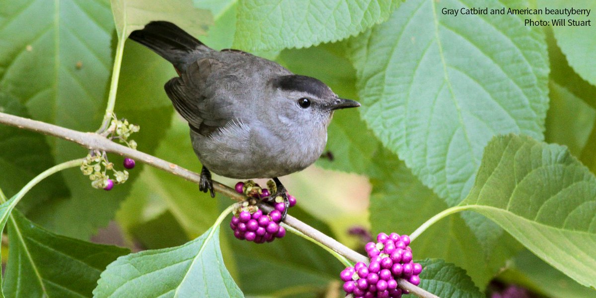 Migrating birds depart on time without a calendar and navigate long distances sans smartphone. They fly for days with few—if any—pit stops. If you're wondering how, we tackled some of these common questions. bit.ly/3wNtRCF