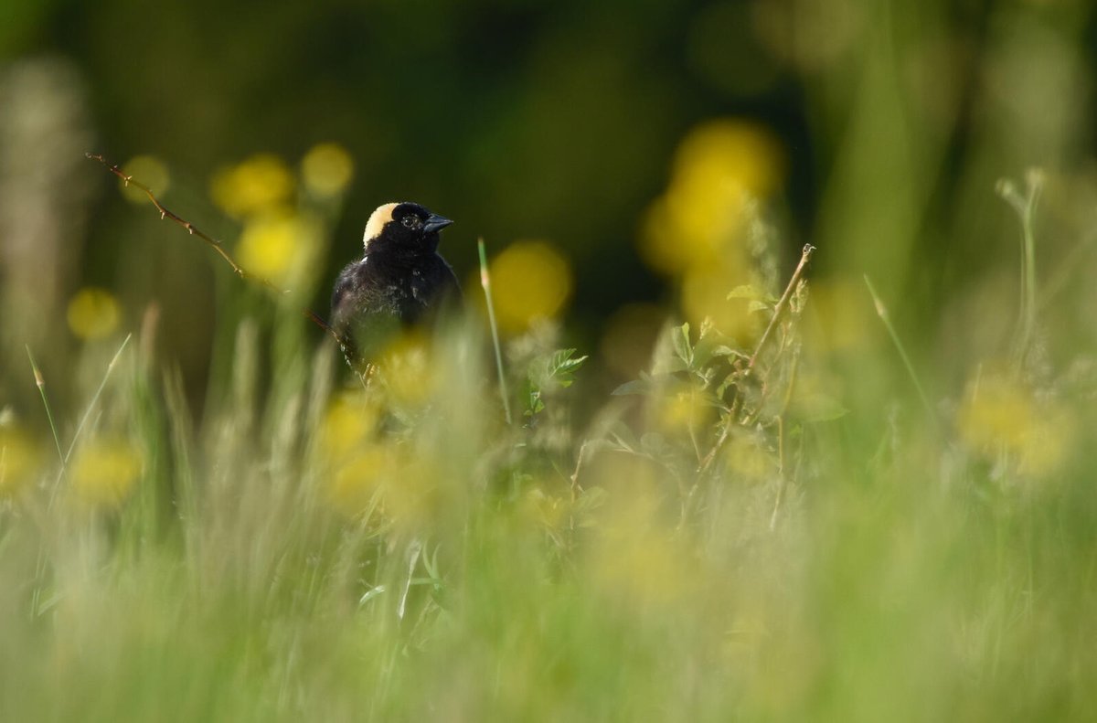 CCOForganic's tweet photo. CCOF member @PanoramaOrganic is protecting and rebuilding native grasslands through @audubonsociety's "Grazed on Conservation Ranching Certified Grasslands". Learn more here: https://t.co/nFmc2sPsrQ https://t.co/7L0oQRluFw