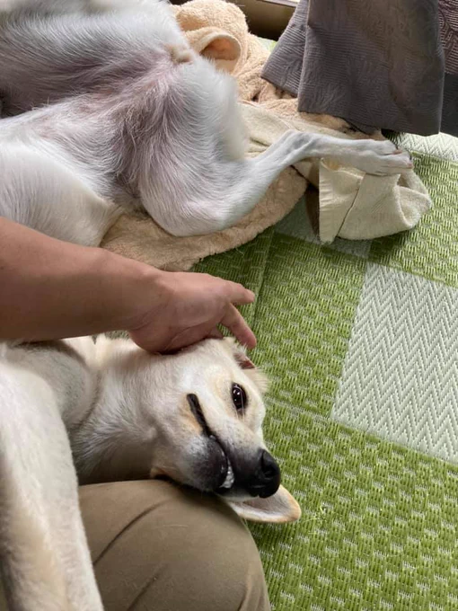 全身で甘えるおもち 