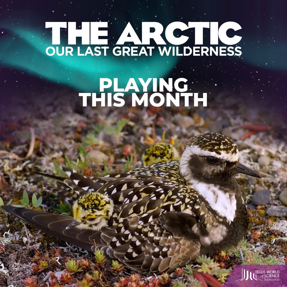 TWoSEdm's tweet photo. Travel to the Far North to a place that is vast, wild, and untouched by time in The Arctic: Our Last Great Wilderness opening Sept. 17 in @IMAX at #MyTWOSE! | 🍿 Tix: https://t.co/lAGjZNN08X Supported Locally by: @melcordev @StarlightYEG @grandvillayeg #yeg #yegfilm #yegmovies https://t.co/ka8Je3naRR