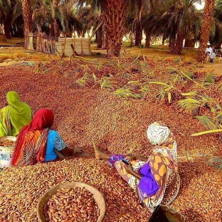 بوست الفخر 
الهوية وتفاصيلها المبهجة
حب البساطة وتقدير العظمة حتى لو كانت في خير النخل
موسم جمع البل...