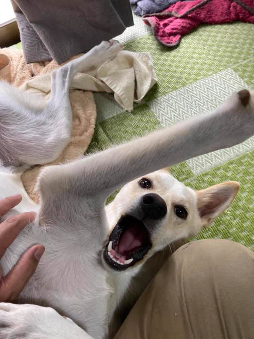 全身で甘えるおもち 