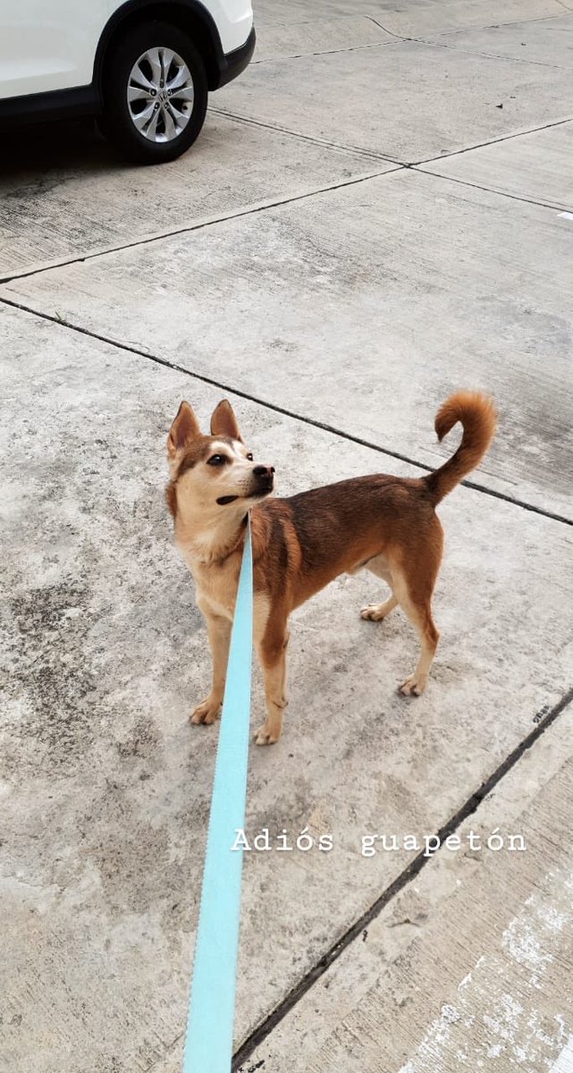 Nachom_1701's tweet photo. Amigos pues desafortunadamente la familia que le encontré a este pequeñín no lo puede cuidar más ,me ayudan con un rt para encontrarle un hogar ? Tiene 3 años aprox súper cariñoso y muy juguetón https://t.co/QzqYK0wbhr
