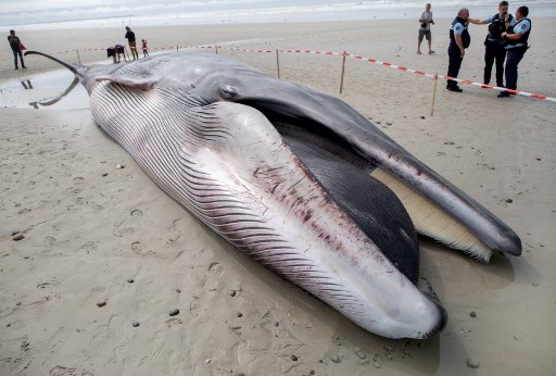 OnceNoticiasTV's tweet photo. 🐳 #ElMundoEnImágenes | Un #rorcual apareció en una playa de #Francia, el segundo en 8 días. Una hipótesis apunta al ruido causado por los humanos. El rorcual tiene surcos en el vientre y aleta dorsal; las ballenas no tienen surcos y ni aleta dorsal.
📸 #AFP
#OnceNoticias 🔻 https://t.co/6FM962CxZT