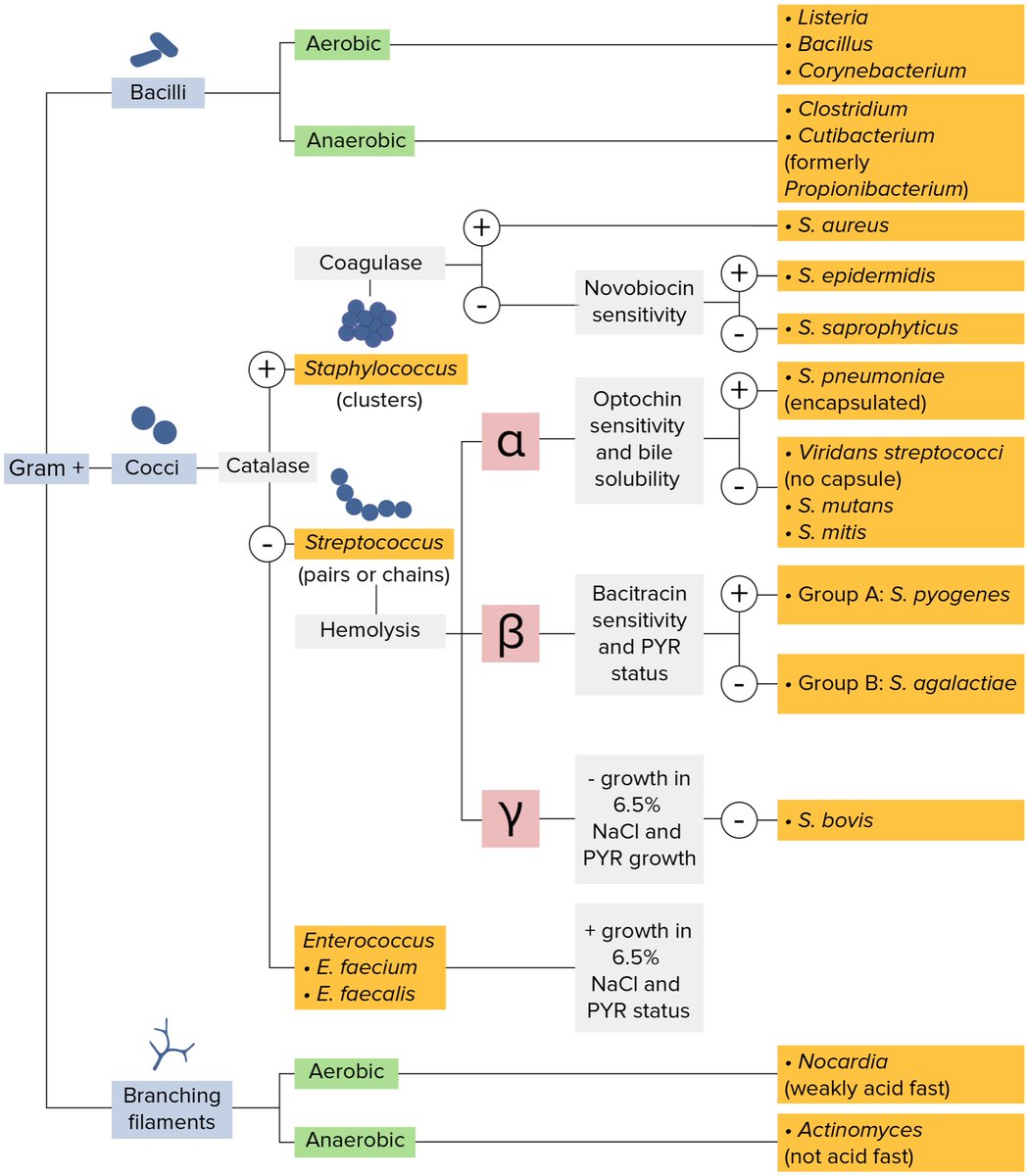 BrownJHM's tweet photo. Gram positive bacteria classification #BJHM #MedEd #Medtwitter #medstudenttwitter https://t.co/GpDo6ebz2M