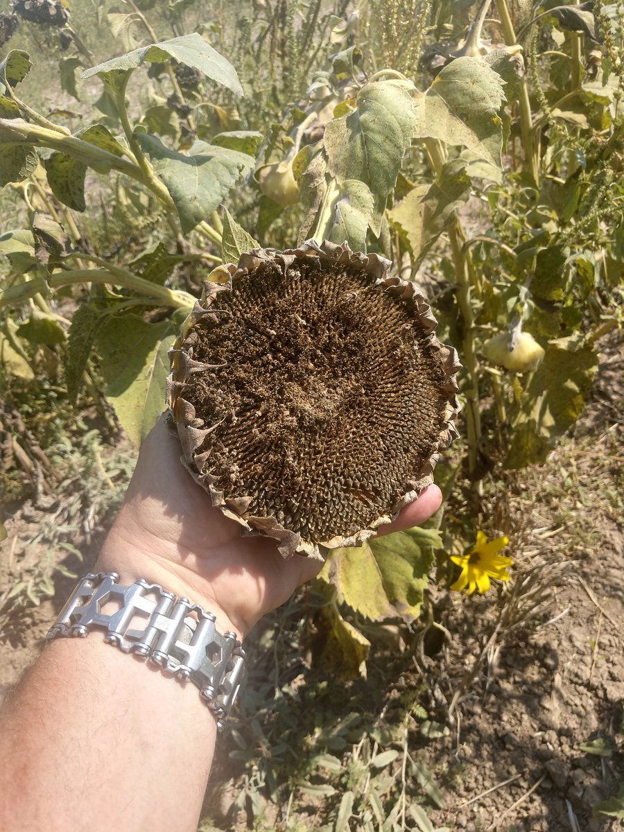 bigaljack's tweet photo. Had a fantastic dove hunt this weekend in Balmorhea TX this weekend with @UncleLuke02 @TomTheBomb_27
Sunflowers really bring the birds! https://t.co/rFccQgs2CG