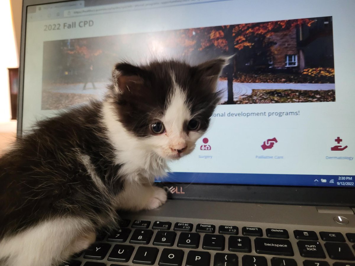 CPD_FHS_QueensU's tweet photo. Oh, hi, I didn't see you there, I was just registering for some Continuing Professional Development courses. Join me & #GetYourCPD ➡️https://t.co/Y8y1CImSaV
#PetsofOPDES https://t.co/XinuJfToRx