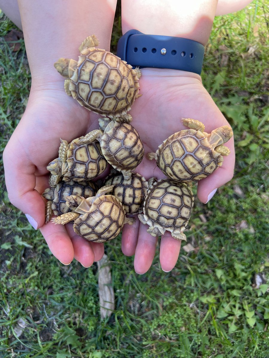 WartburgCollege's tweet photo. Need a little pick-me-up? Your day will definitely be better with some BABY TORTOISES! 🐢🐢🐢

These photos are courtesy of Genoa Gregg, a fourth-year pre-veterinary major who serves as the director of animals. https://t.co/9v08HEZuNN
