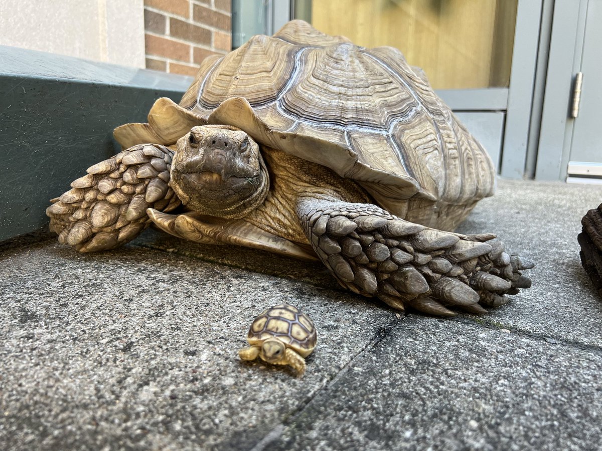 WartburgCollege's tweet photo. Need a little pick-me-up? Your day will definitely be better with some BABY TORTOISES! 🐢🐢🐢

These photos are courtesy of Genoa Gregg, a fourth-year pre-veterinary major who serves as the director of animals. https://t.co/9v08HEZuNN