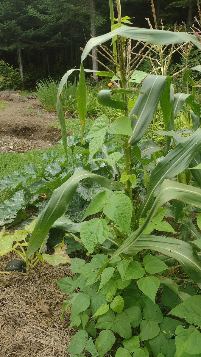 chrishallweaver's tweet image. With cold weather coming in soon, I may not get any beans. No biggie. My late start sure doesn&apos;t take away from the beauty and brilliance of the three sisters.  #zone3 #GardeningFun