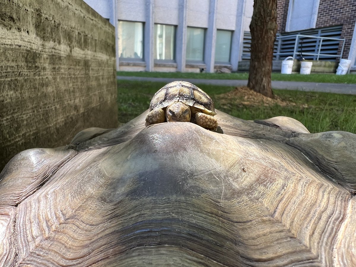 WartburgCollege's tweet photo. Need a little pick-me-up? Your day will definitely be better with some BABY TORTOISES! 🐢🐢🐢

These photos are courtesy of Genoa Gregg, a fourth-year pre-veterinary major who serves as the director of animals. https://t.co/9v08HEZuNN