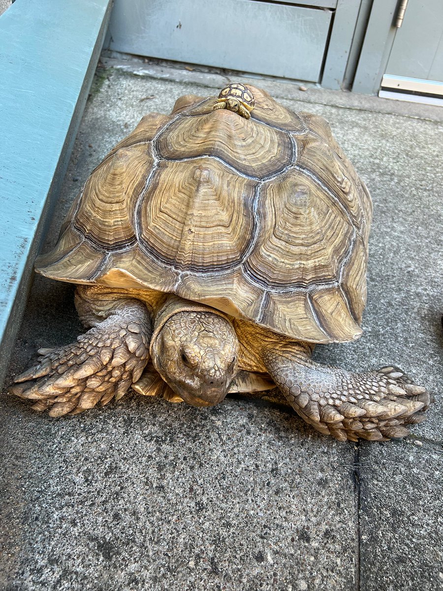 WartburgCollege's tweet photo. Need a little pick-me-up? Your day will definitely be better with some BABY TORTOISES! 🐢🐢🐢

These photos are courtesy of Genoa Gregg, a fourth-year pre-veterinary major who serves as the director of animals. https://t.co/9v08HEZuNN