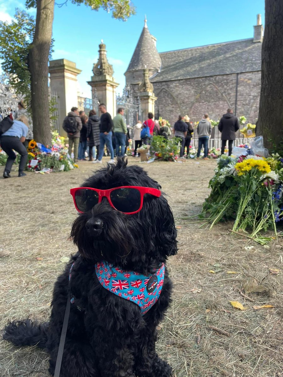 harry_qft's tweet photo. 🐶 Lola visited the Palace of Holyroodhouse memorial garden today  👑 

Left a card and flowers 💐

#Edinburgh #QueenElizabethIIMemorial #QueenElizabethII 
@harry_qft @qftravel @RainbowLuxTravl https://t.co/YC24LDGifv