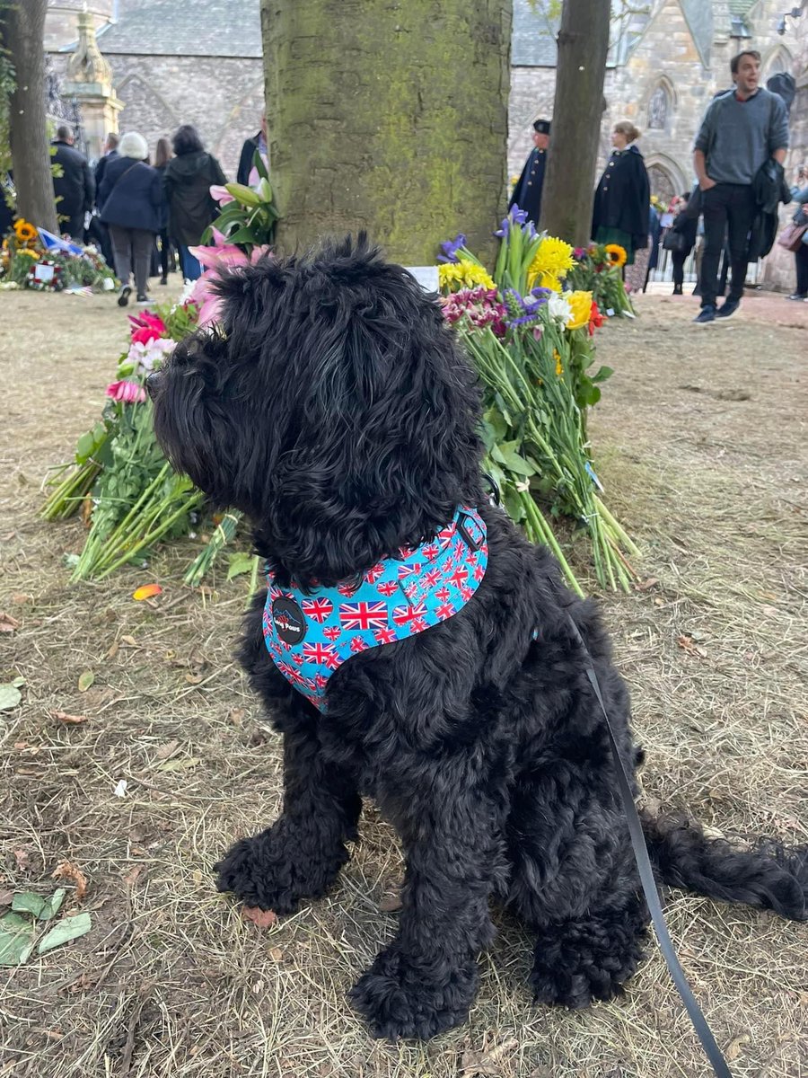 🐶 Lola visited the Palace of Holyroodhouse memorial garden today  👑 

Left a card and flowers 💐

#Edinburgh #QueenElizabethIIMemorial #QueenElizabethII 
<a href="/harry_qft/">harry</a> <a href="/qftravel/">Queensferry Travel</a> <a href="/RainbowLuxTravl/">rainbowluxtravel</a>