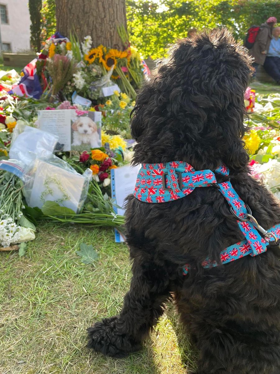 harry_qft's tweet photo. 🐶 Lola visited the Palace of Holyroodhouse memorial garden today  👑 

Left a card and flowers 💐

#Edinburgh #QueenElizabethIIMemorial #QueenElizabethII 
@harry_qft @qftravel @RainbowLuxTravl https://t.co/YC24LDGifv