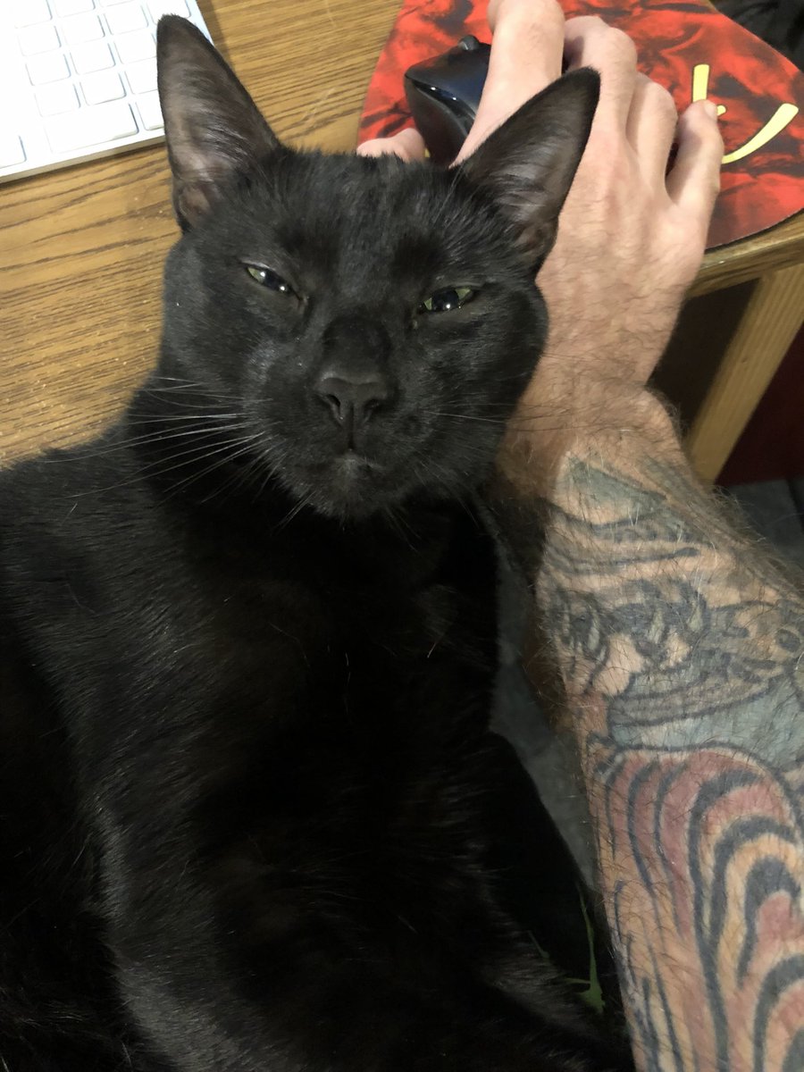 Earhammer510's tweet photo. Happy Monday everyone. I hope everyone is as chill as my cat #CatsOnTwitter #cats #diamanda #MondayMotivation https://t.co/hH8l3ysZa1