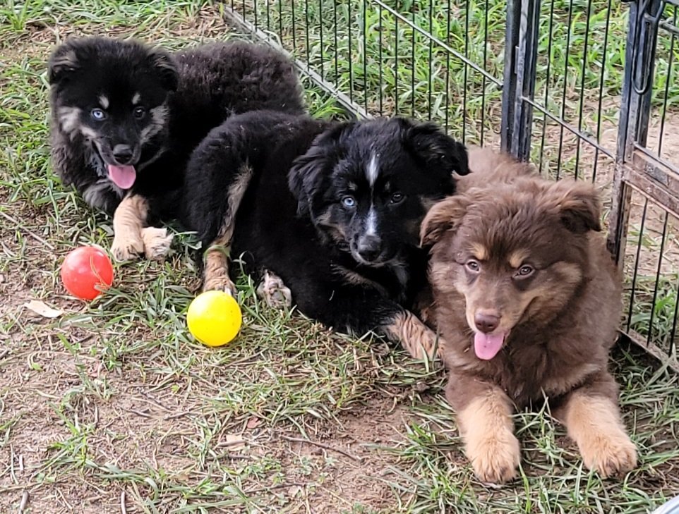 Aussies_R_Us's tweet photo. We are waiting for our furever beasties! Challenging the world of aussies with these amazing temperaments!
#dogsoftwitter #dogs #aussies #australianshepherdsofinstagram #australianshepherdsforsale #bestfriends #mansbestfriend #cuddlebugs #aussiesoftwitter #australianshepherd https://t.co/267JDEHTFJ