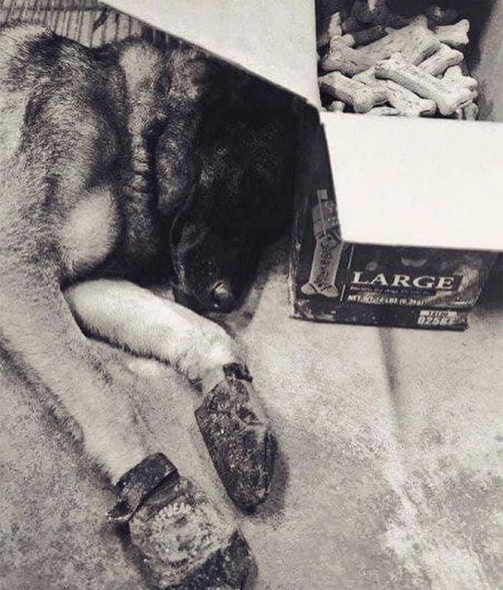 forgedclothing's tweet photo. Resting after 20 hours of searching for survivors of the WTC after 9/11. The search dogs became severely depressed because they only found corpses so the firefighters volunteered to be buried in the rubble so the dogs could find a living person, and that made all the difference. https://t.co/ngRfs3Sd0Z