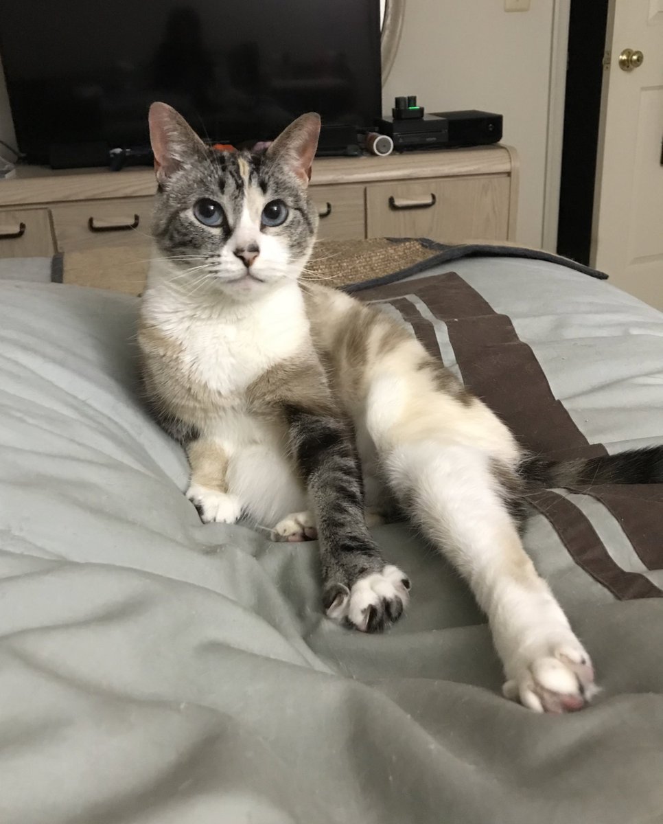 FindleyFelines's tweet photo. Happy #MischaMonday friends!😻 https://t.co/vmldFCxNH0