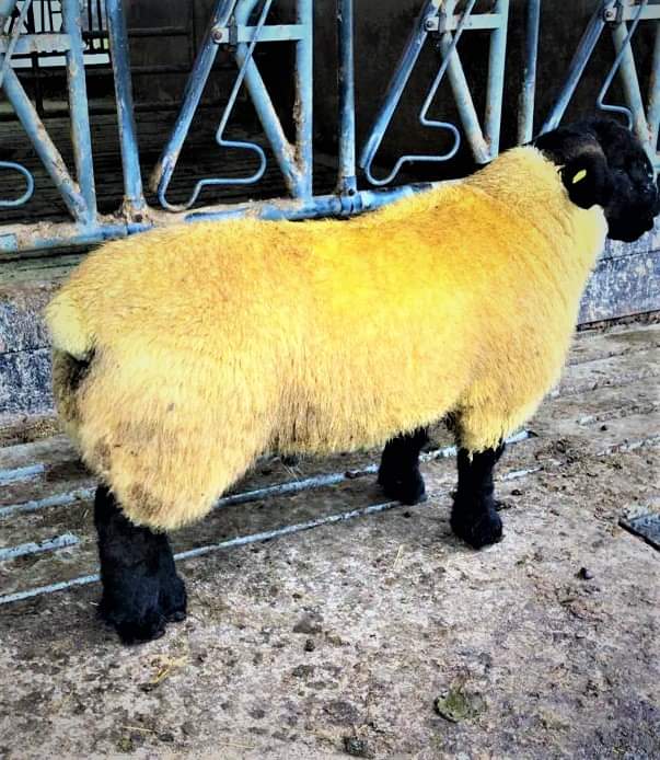 West of Ireland Registered Pedigree Suffolk Sheep Breeders 
Tuam Mart tomorrow evening the 13th Sept at 7.30pm All sheep presented in theire natural state.
DAFM approved pedigree certificates with all animal's sold.  
Ring side and online bidding on the  Martbid app.