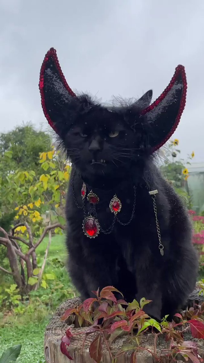 DontShowYourCat's tweet image. you have been cursed