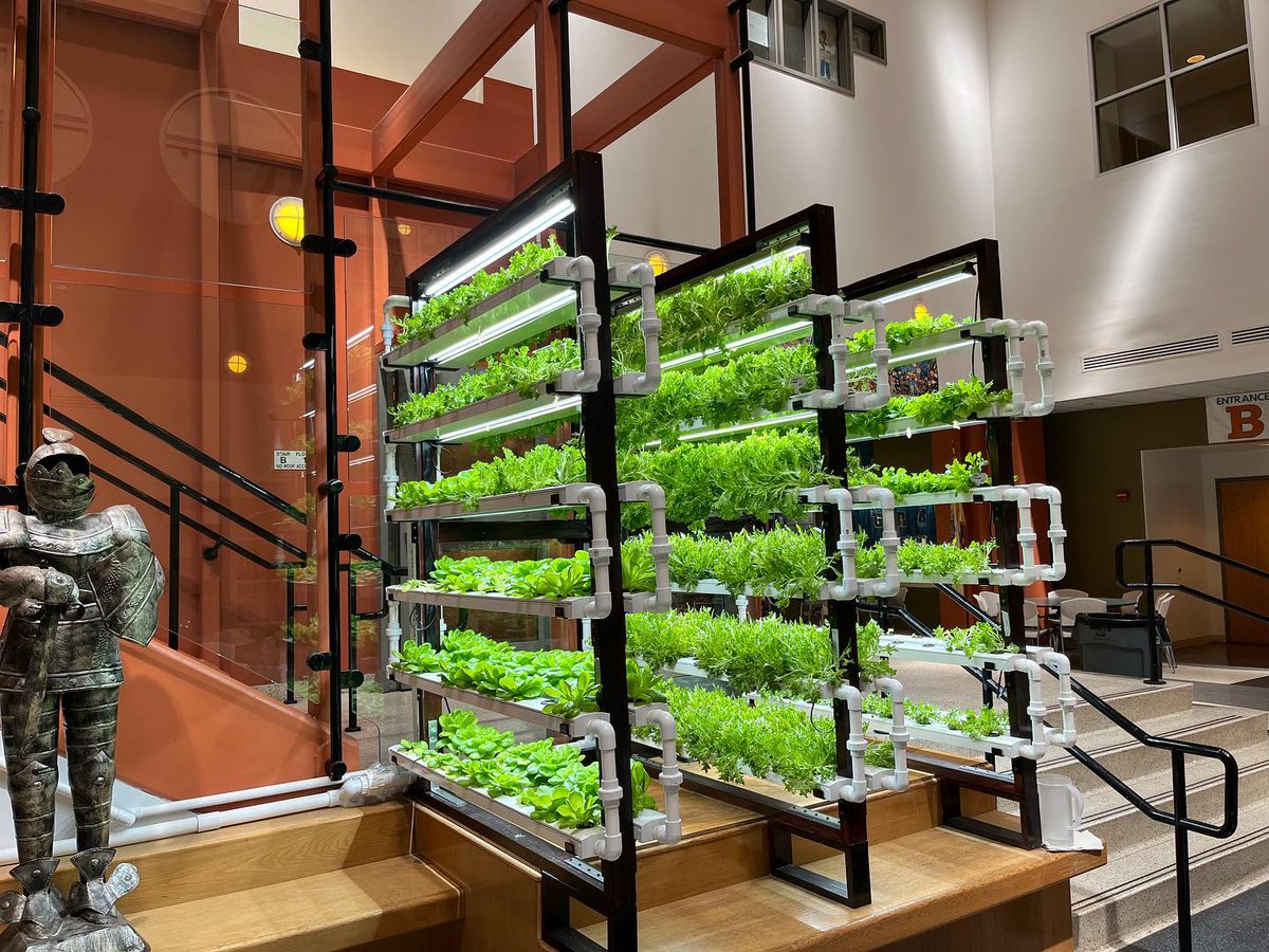 Knights' aquaponics system growing hundreds of plants and tilapia all the time <a href="/wny_ms/">WNY MS</a> <a href="/WestNYSchools/">West New York School District</a>