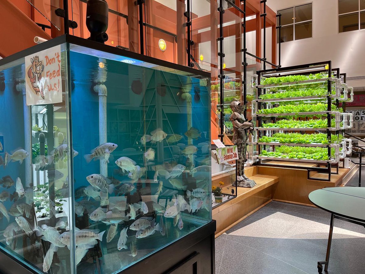 wny_ms's tweet photo. Knights' aquaponics system growing hundreds of plants and tilapia all the time @wny_ms @WestNYSchools https://t.co/51T0YDjSXy