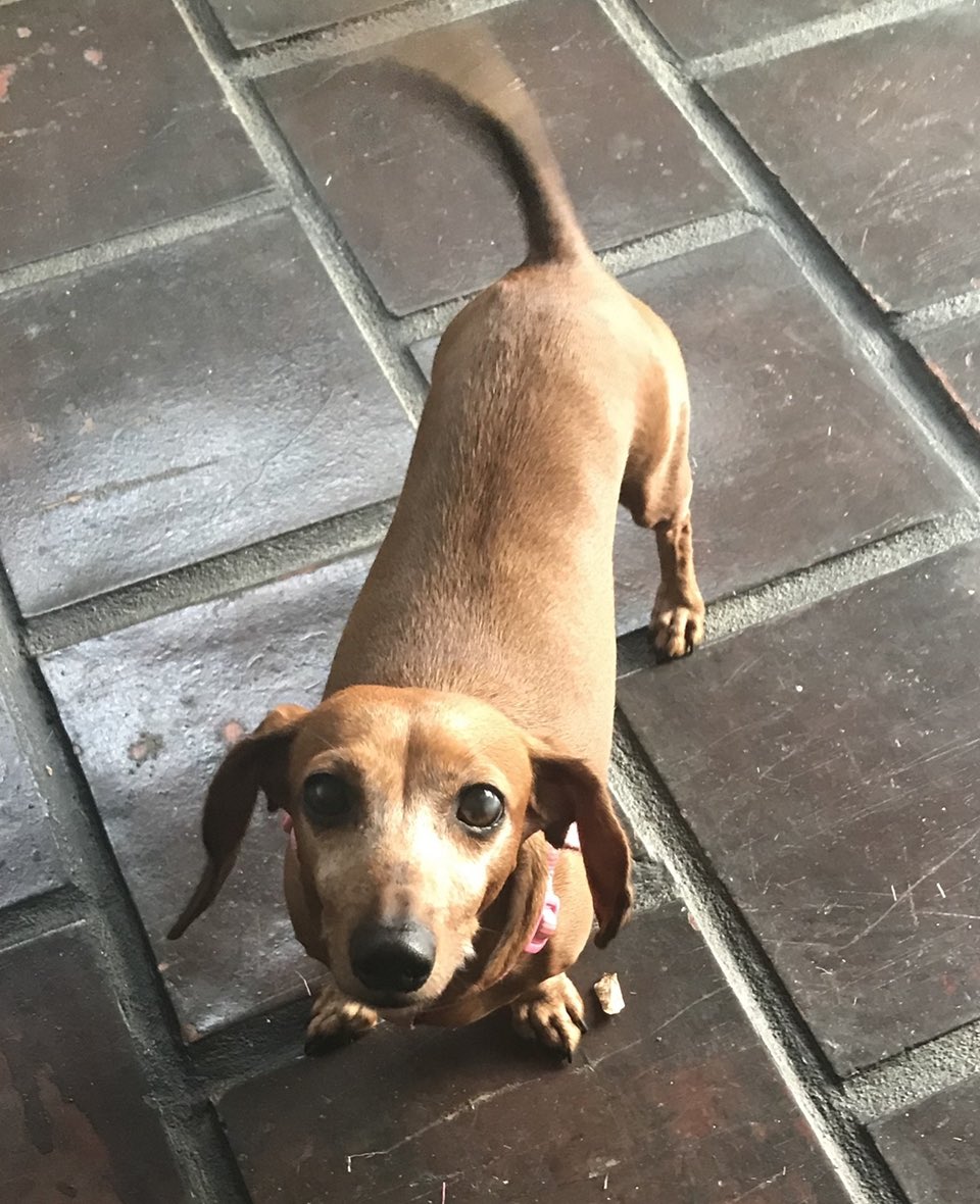Emille_Cabrera's tweet photo. Perdida en Urb. Caguas Norte, Caguas. Responde por Frida. Perrita salchicha de 9 años. ¡Por favor, Rt! Ayúdenme a encontrarla. 🙏 https://t.co/GuikxbTIqO