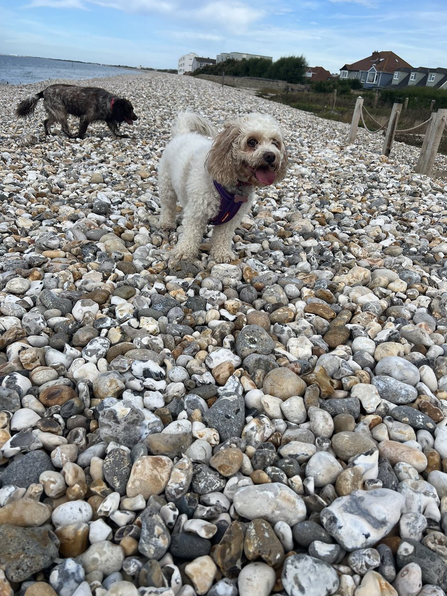 imog15's tweet photo. Wish I was as happy as Dolly at the beach today 💖💖💖 https://t.co/mQ3g32RuZ6
