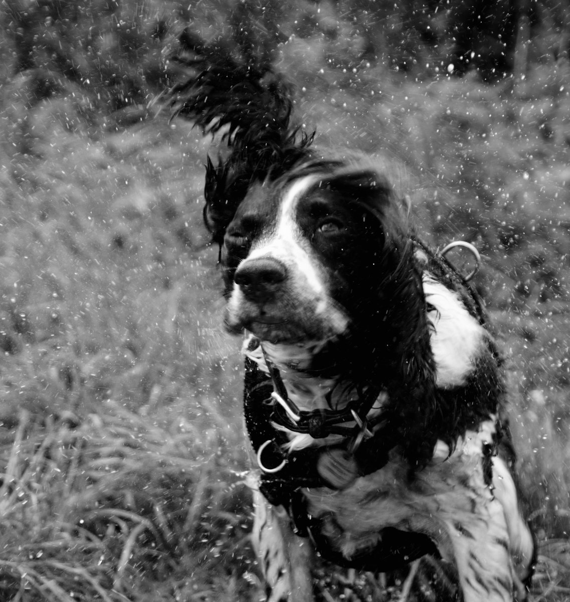 tPholme's tweet photo. Everyone, shower time! #spaniel #fsprintmonday #WexMondays https://t.co/Rj0vpaUEOR