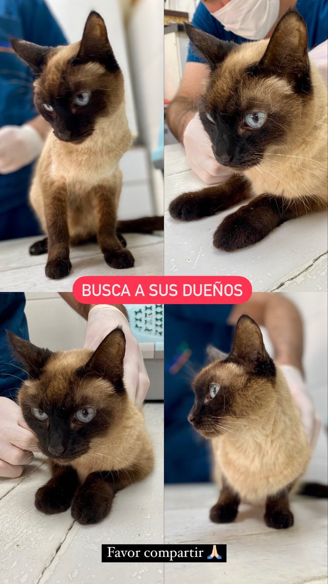 macagx's tweet photo. Esta gatita apareció en mi casa el viernes, zona Carmelitas. Favor RT hasta llegar a sus dueños 🙏🏻❤️ https://t.co/6rfVXX97hZ
