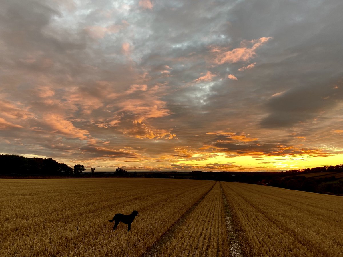 WeatherWolds's tweet photo. Dusk. 15°C and a fine sunset after a wet day. Boo the black lab https://t.co/pKZyCRBaYo