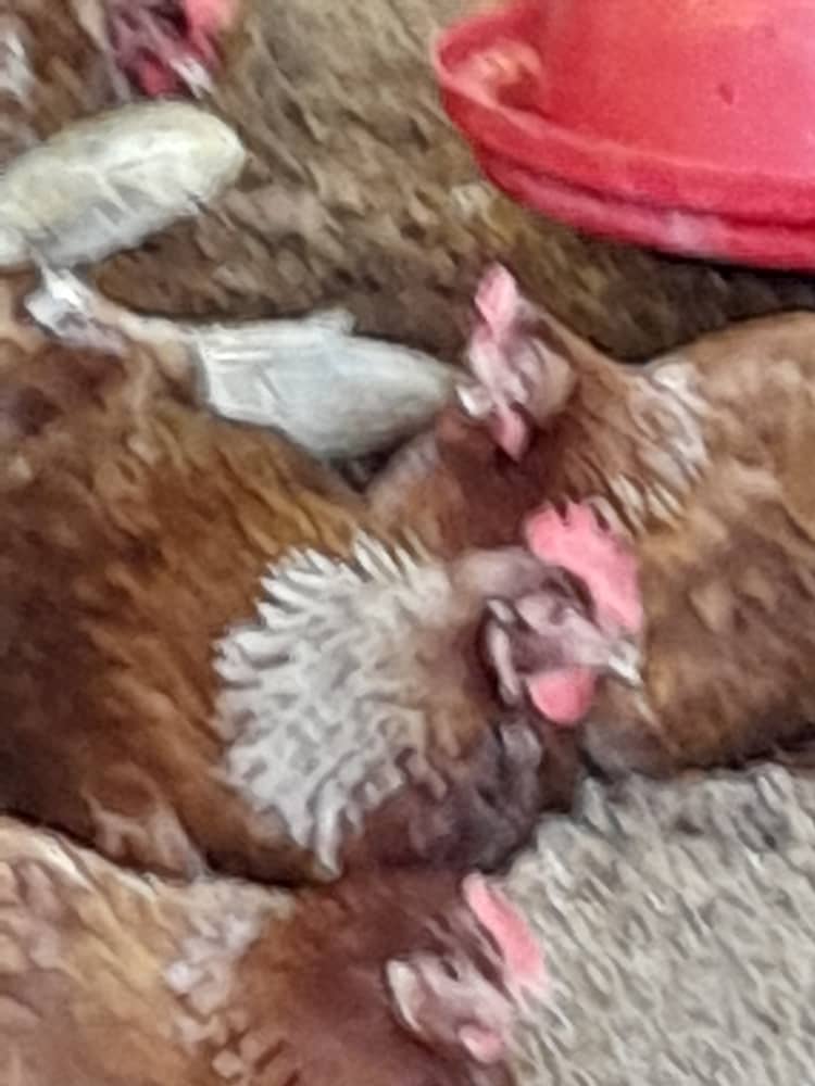 Zonaeducadelor1's tweet photo. #LaPazNosUne
#DeltaAmacuro  @FannyG45 Desde  ETA"Tucupita" Mcpio Tucupita,
agradecemos convenio del Presidente @NicolasMaduro  @_LaAvanzadora  @MPPEDUCACION con @FAO_Venezuela recibimos insumos y aves para fortalecer nuestro galpón avícola @RosangelaOrozco https://t.co/wZHEPSkQeP