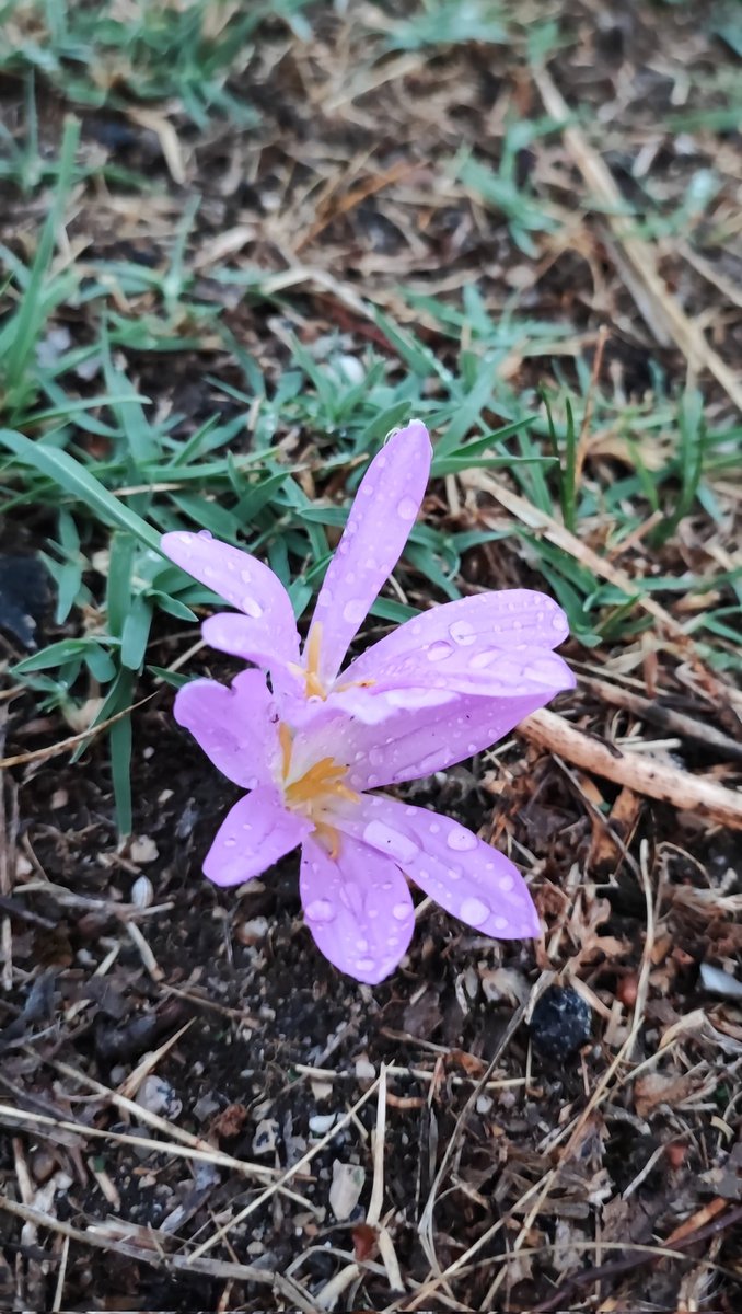 Ivan_de_Soria's tweet photo. Lunes, lluvia, olor a #tierra mojada, petricor. Quitameriendas en el monte Valonsadero. #37de52 @mongeleon https://t.co/hGWP9MS9If