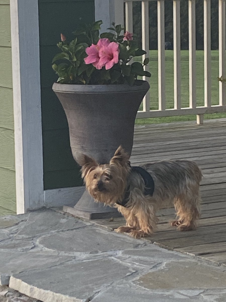 the_dawg_father's tweet photo. Rest easy Jasper. Best friend I ever had. Love you buddy. https://t.co/XhV0SwCPg2