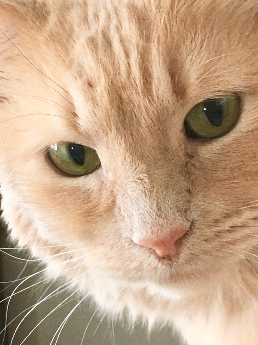 RoseMcCain18's tweet photo. This is my cat mikey https://t.co/lnHosAkIiL