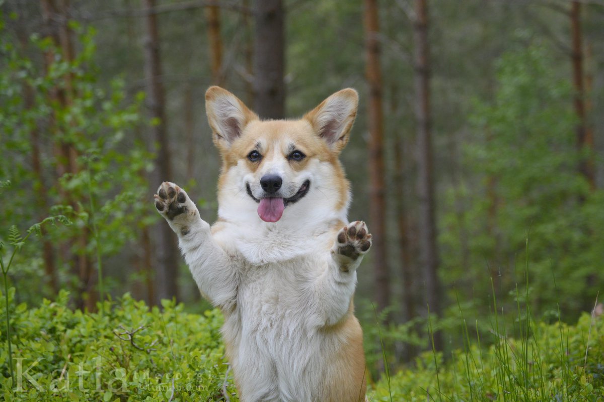 RawR! Mum thought I was a bear for a second there 🐻 #corgi