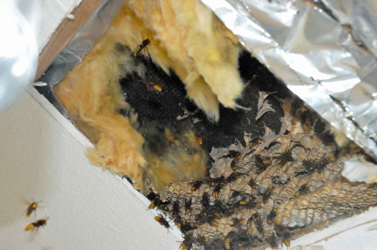 Ich bin ja des öfteren mit Hornissen im Auto unterwegs. Aber normalerweise sind die Hornissen in einer ausbruchsicheren Transportbox gut verstaut. Und so spät im Jahr nehme ich eigentlich keine Umsiedlung eines Hornissennestes in Bonn oder dem  #Bonn

honighaeuschen.de/mit-freifliege…