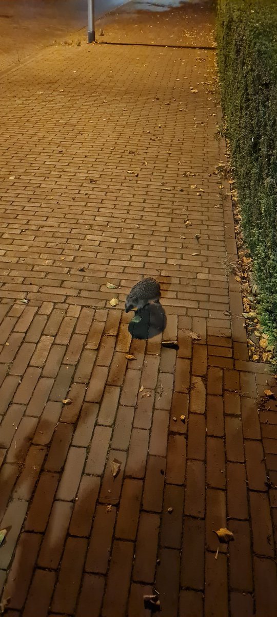 Zomaar een egel met een jonkie bij ons voor op straat. #natuur #koesteren en #beschermen