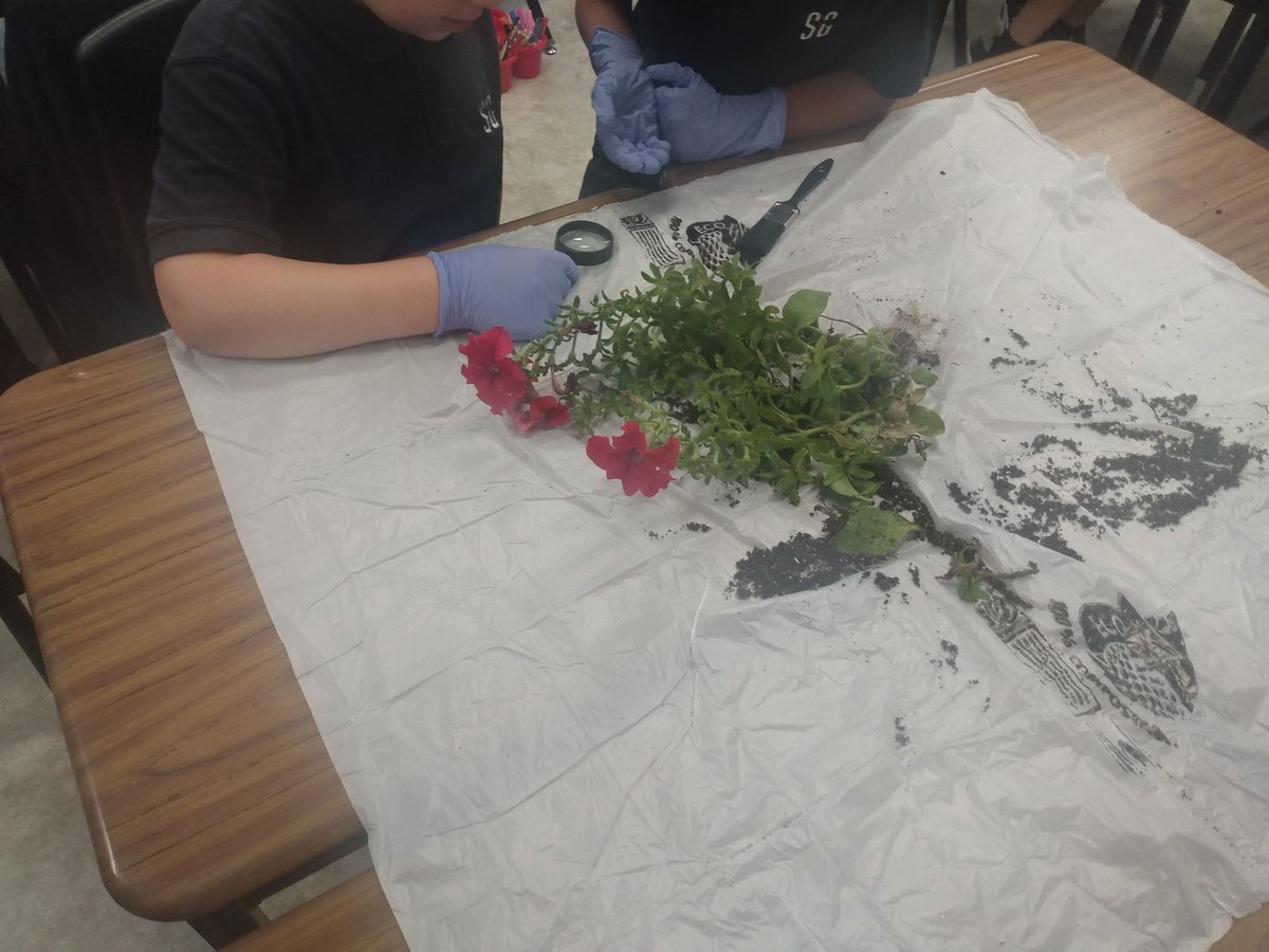 RosinaThompson3's tweet photo. Introduction to our plant unit begins with a little hands on exploration of some plants. What did you notice? What do you wonder? @StGregoryHCDSB @ms_amodeo #TheStGregoryWay https://t.co/GywRy8rEYF