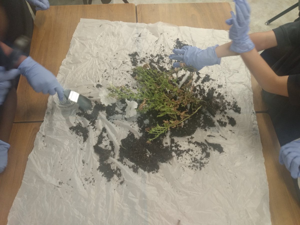 Introduction to our plant unit begins with a little hands on exploration of some plants. What did you notice? What do you wonder? <a href="/StGregoryHCDSB/">St. Gregory</a> <a href="/ms_amodeo/">Ms Amodeo (she/her)</a> #TheStGregoryWay
