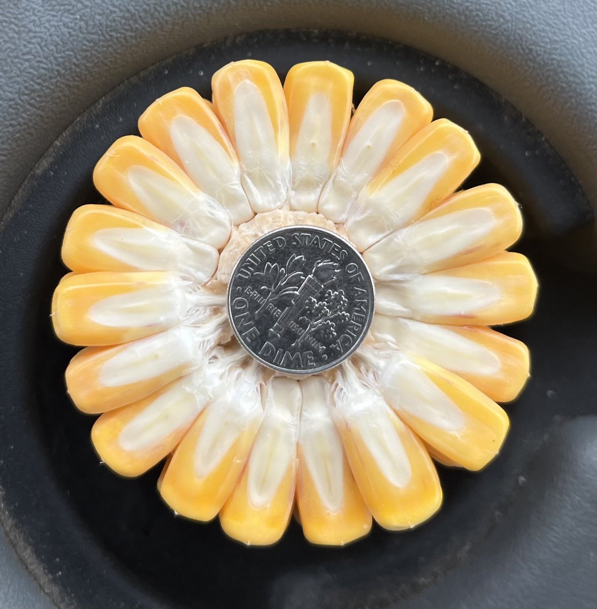 P0953AM showing great kernel depth! New exciting Pioneer Hybrid!