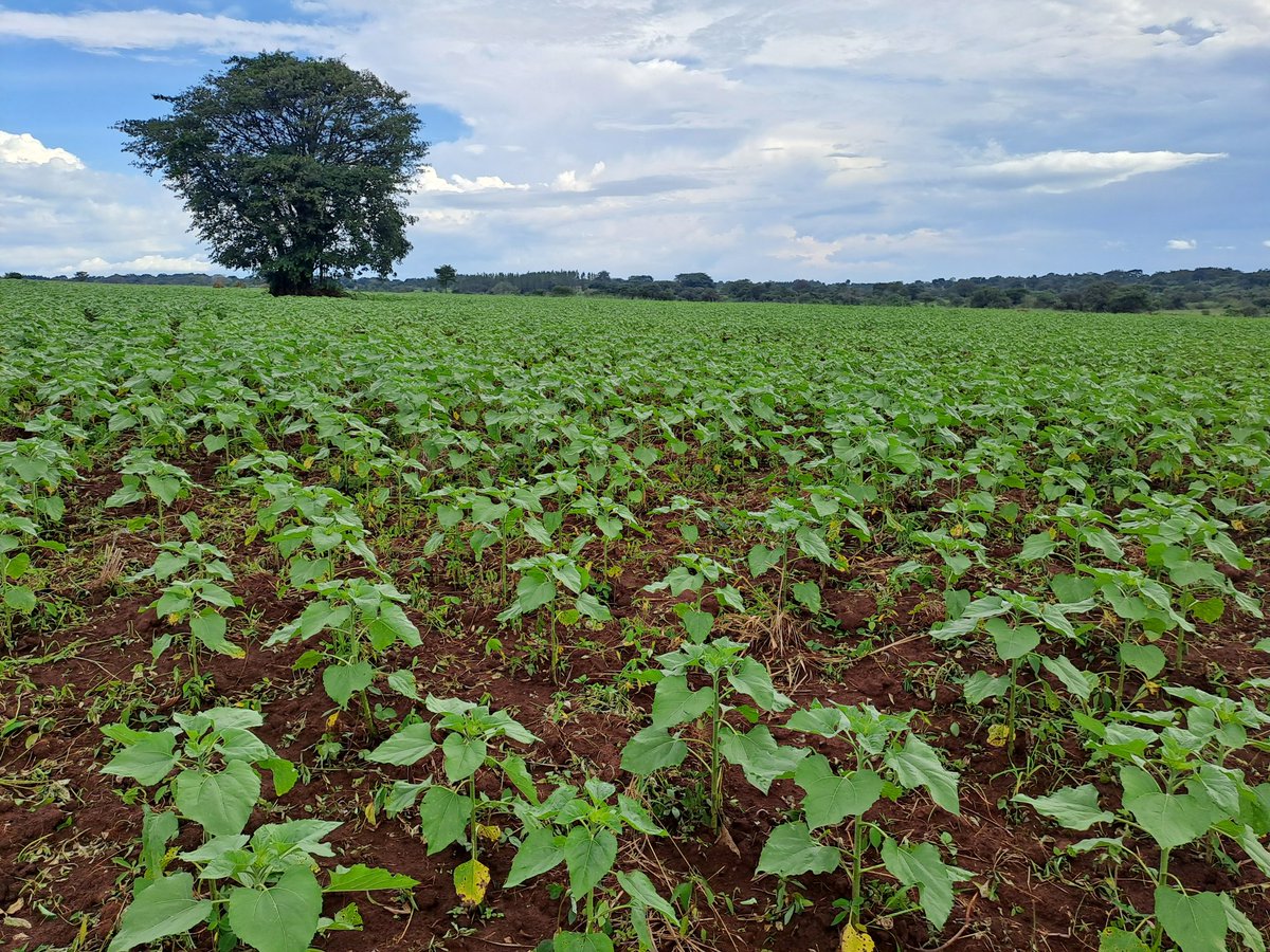 Farming to the best