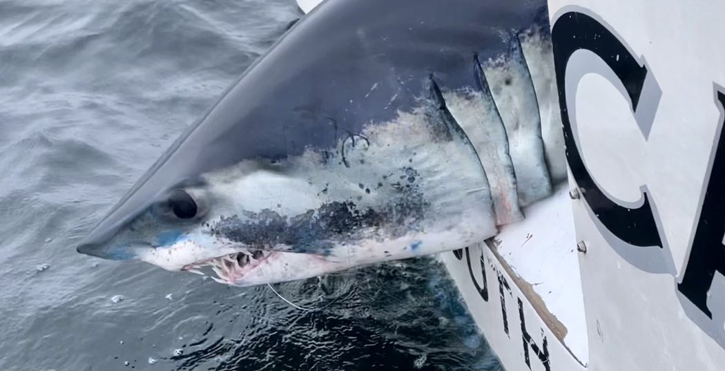 DrNeilHammer's tweet photo. Finished off an amazing few days of #SharkResearch with this massive shortfin mako #shark - pleasure working with a great team. 
Photo @NolaSeas https://t.co/bKeHUUepY5