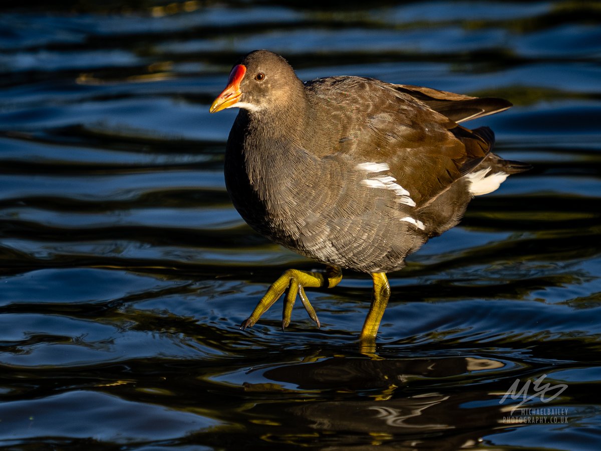 Some of the residents of #MardenQuarry... #NorthTyneside <a href="/marden_quarry/">MardenQuarry</a>