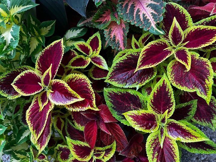 Beaverlands's tweet photo. Contact us for all your gardening needs 👉🏼📲 (416)-253-7000 https://t.co/bUPQ0GwVle