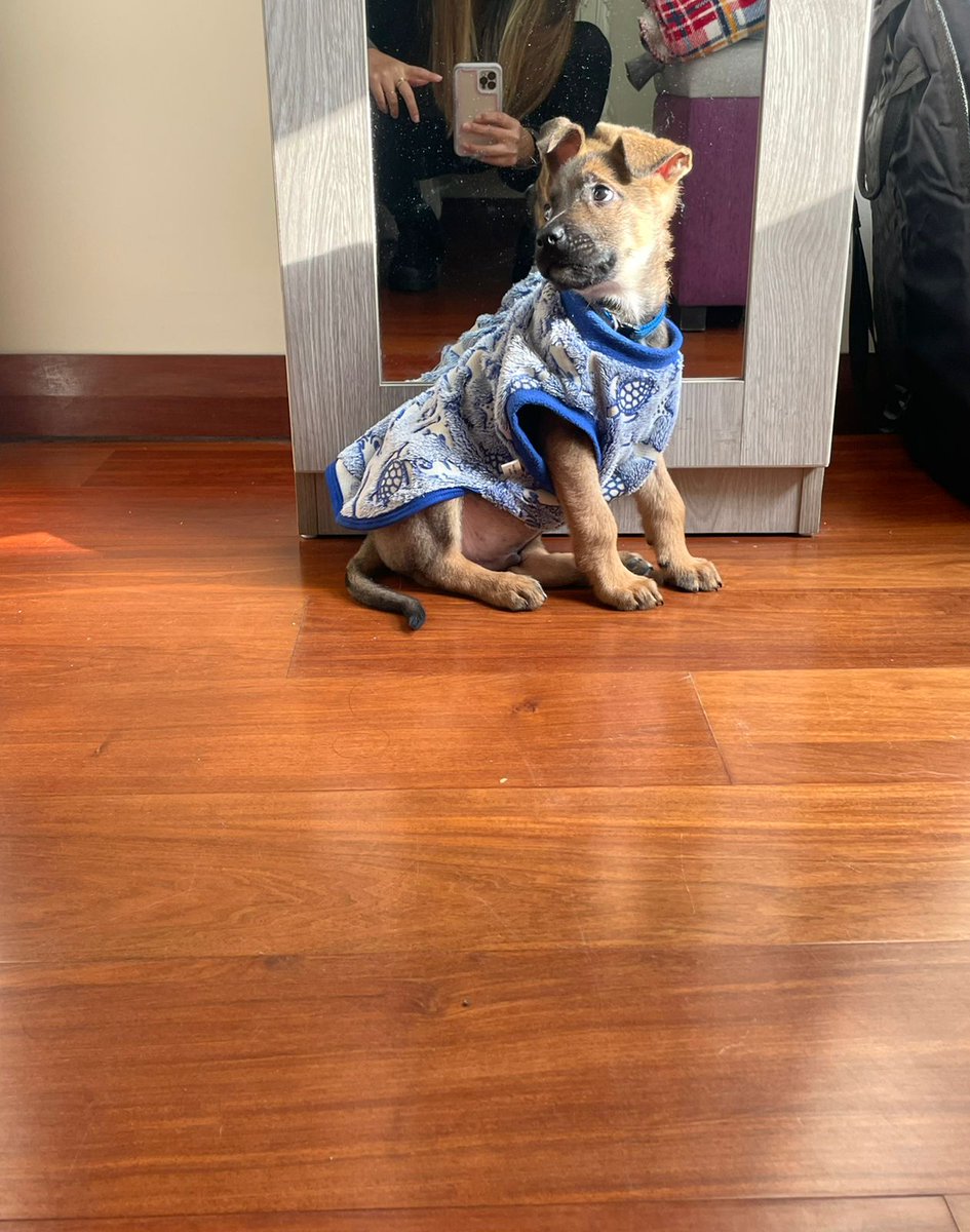 zuniga_keni's tweet photo. ¡Hola chicos! 
Estoy poniendo en adopción a este bbcito rescatado que acaba de cumplir 2 mesesitos 💗
Estoy buscando a una mami o papi responsable que la pueda brindar mucho amor en su hogar 🫶🏼. 
Para cualquier consulta al imbox. #AdopciónResponsable #AdoptaNoCompres https://t.co/TY4rzsyPpC