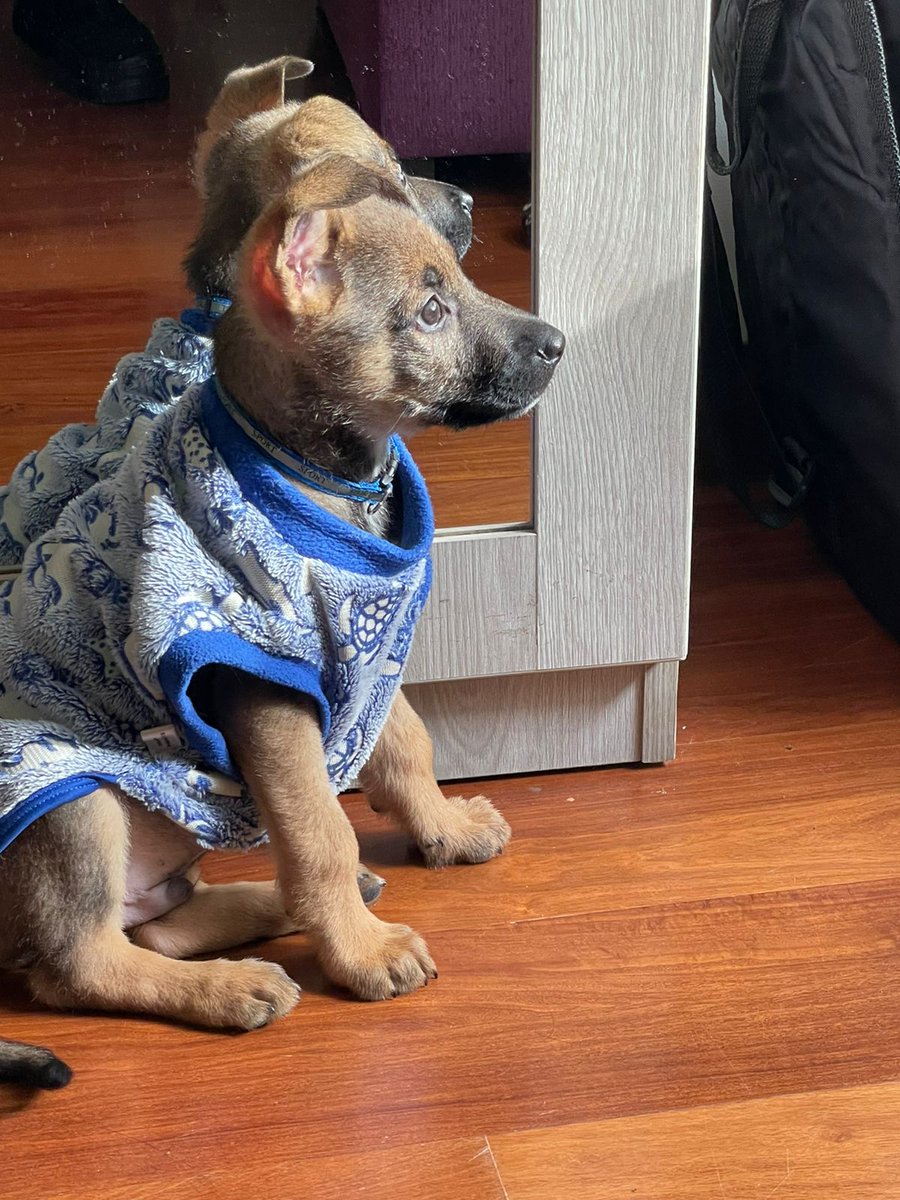 zuniga_keni's tweet photo. ¡Hola chicos! 
Estoy poniendo en adopción a este bbcito rescatado que acaba de cumplir 2 mesesitos 💗
Estoy buscando a una mami o papi responsable que la pueda brindar mucho amor en su hogar 🫶🏼. 
Para cualquier consulta al imbox. #AdopciónResponsable #AdoptaNoCompres https://t.co/TY4rzsyPpC